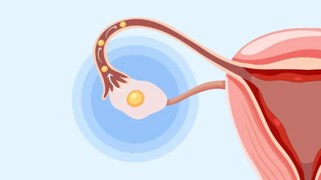 حساب أيام التبويض: الدليل الكامل لأدق الطرق (مع أداة حاسبة)